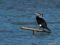   Phalacrocoracidae